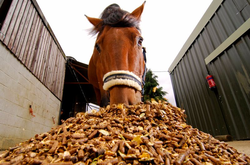 Overfeeding Treats