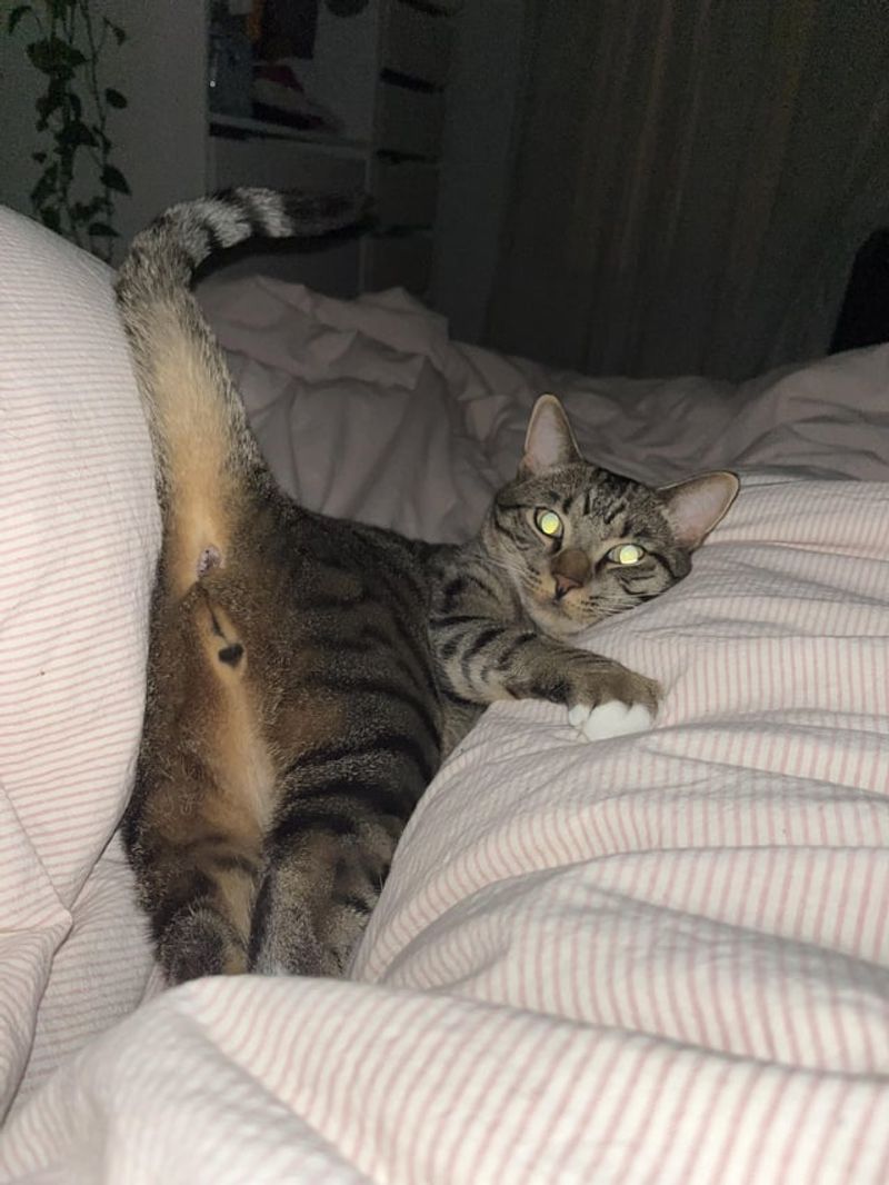 Sudden Nighttime Zoomies
