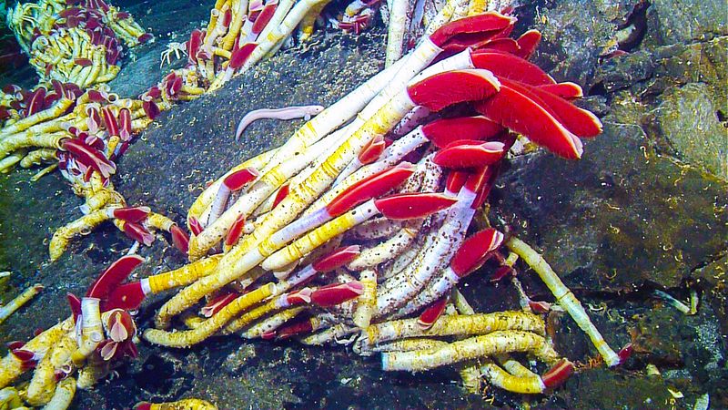 Giant Tube Worms