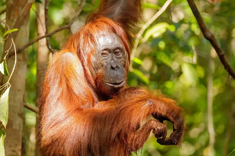 Tapanuli Orangutan
