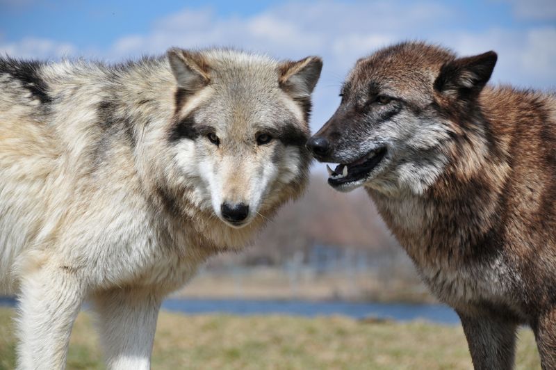 Indiana - Coyote