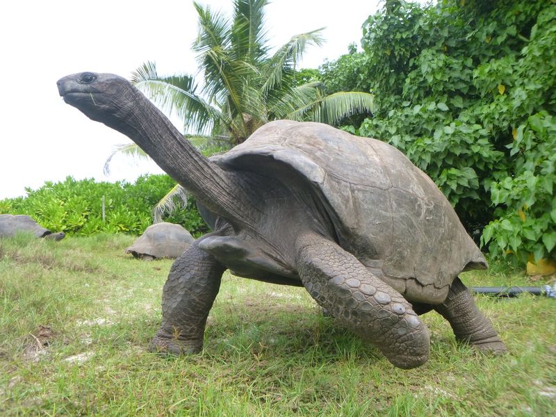 Aldabra Giant Tortoise