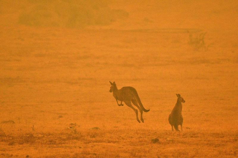 Altered Predator-Prey Relationships