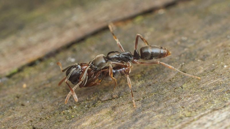 Invasion Strategies and Spread