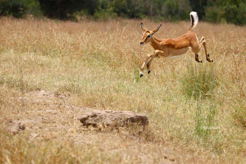 Impala