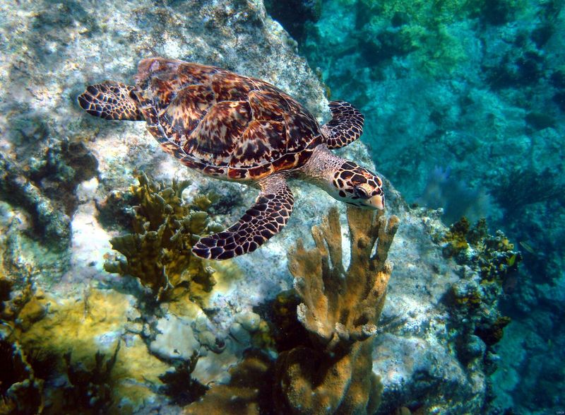 Hawksbill Sea Turtle