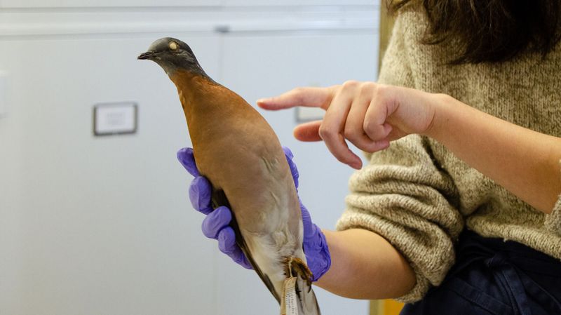 Conservation Lessons Learned