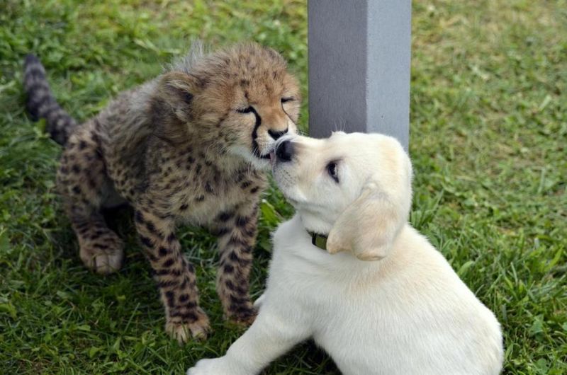 Dogs as Emotional Anchors