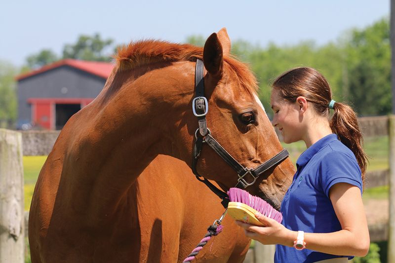 Rushed Grooming Sessions