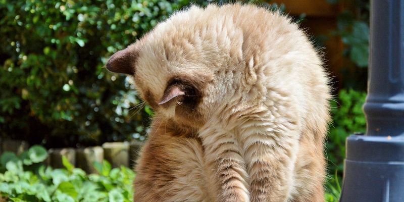 Ignoring Grooming Needs