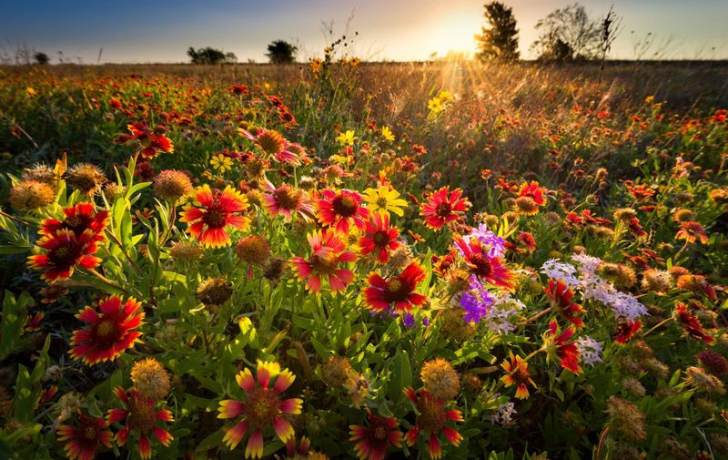 Loss of Wildflower Meadows