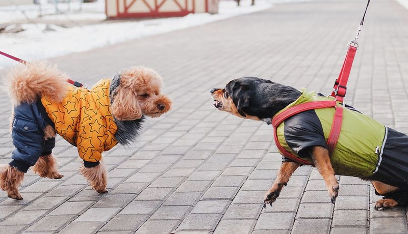 Interest in Other Dogs