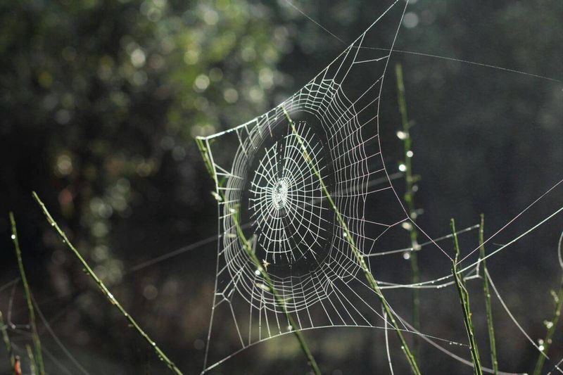 Web Dispersal Patterns