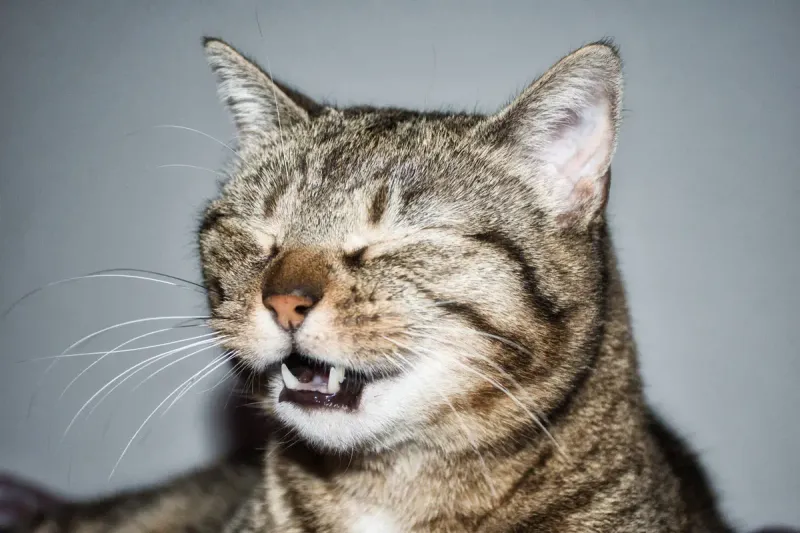 Occasional Sneezing (False Alarm)