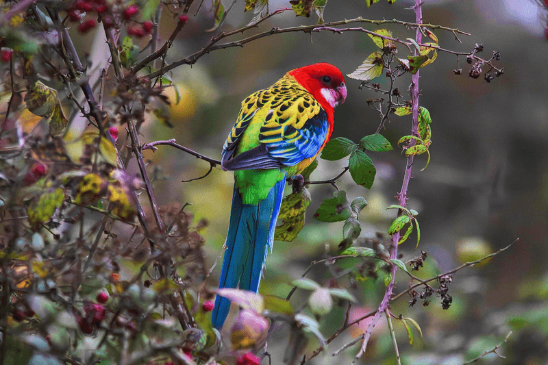 Rosella
