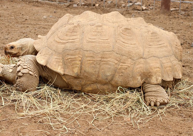 Sulcata Tortoise