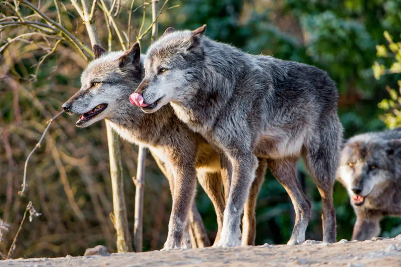 Iowa - Timberwolf