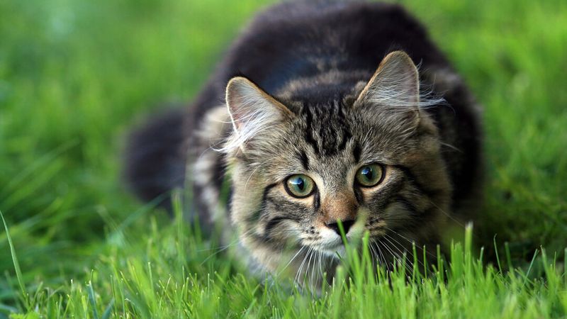 Behavioral Curiosity