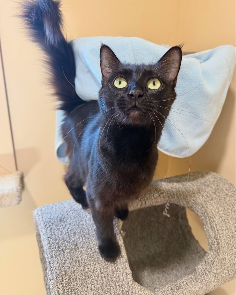 Onyx's Playful Spirit