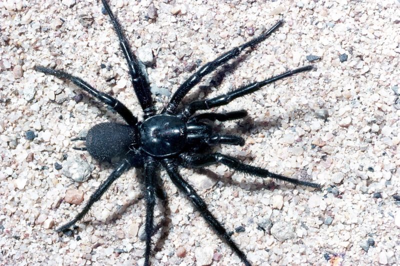 Sydney Funnel-Web Spider