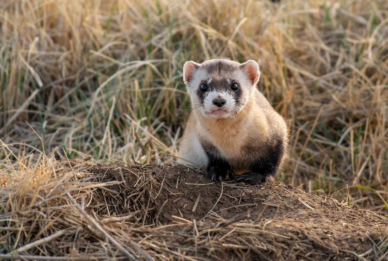 Current Conservation Challenges
