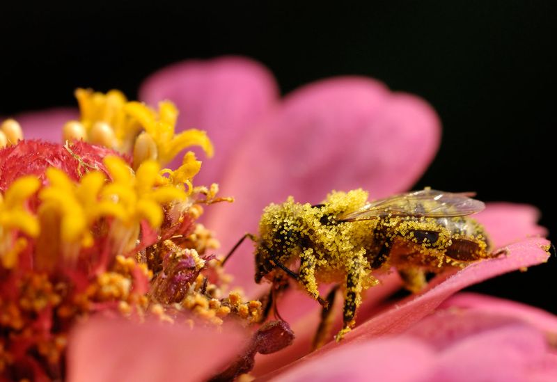 Pollination Power of Bees