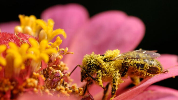 Insects Are Saving the World—Here Are 11 Ways They’re Doing It