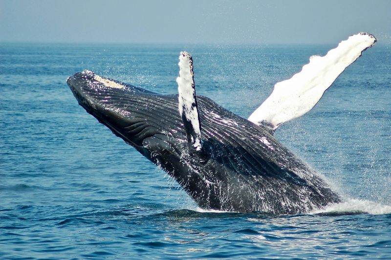 Oceans Rebalance