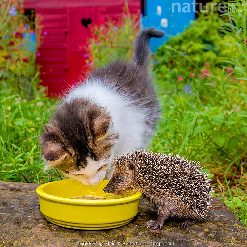 Cat Food