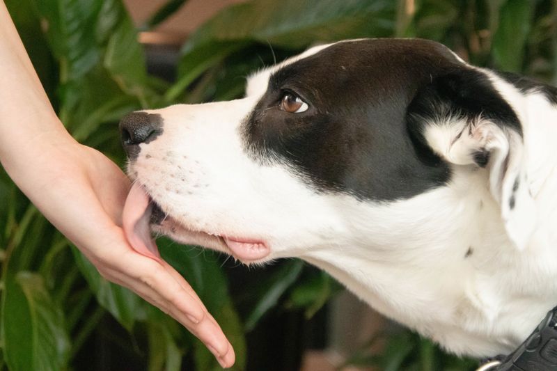 Showing Affectionate Licks