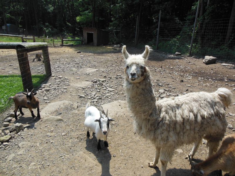 Friendly with Other Animals