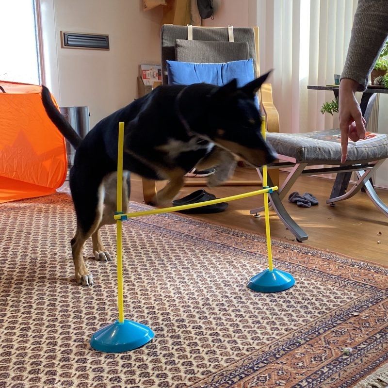 Indoor Agility Course