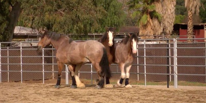 Horse Playdates