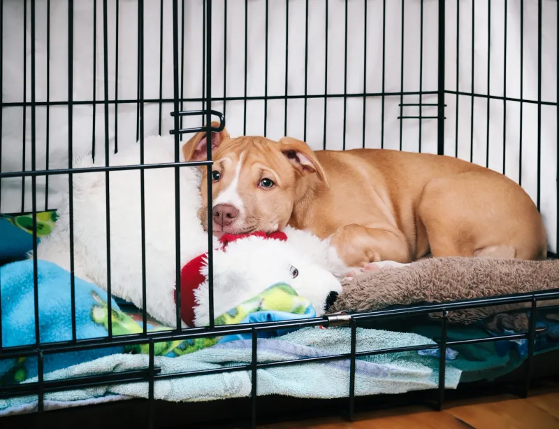 Pet-Proof Your Home