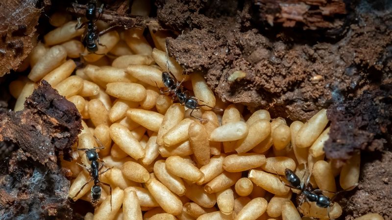 Unexpected Benefits of Ant Presence