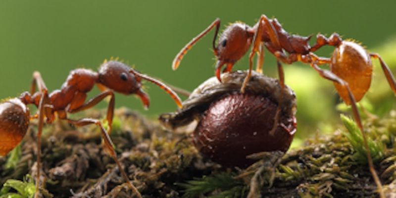 The Arrival of the Chinese Ants