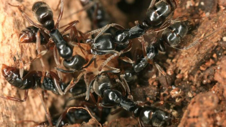 Invasive Chinese Ants with Fatal Stings Detected in 20 U.S. States