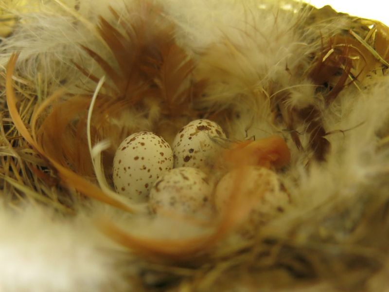 Nest Parasites
