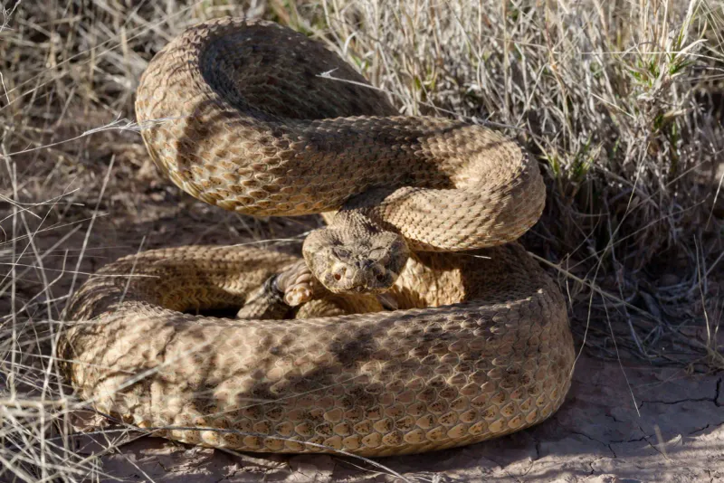 Kansas - Prairie Rattlesnake