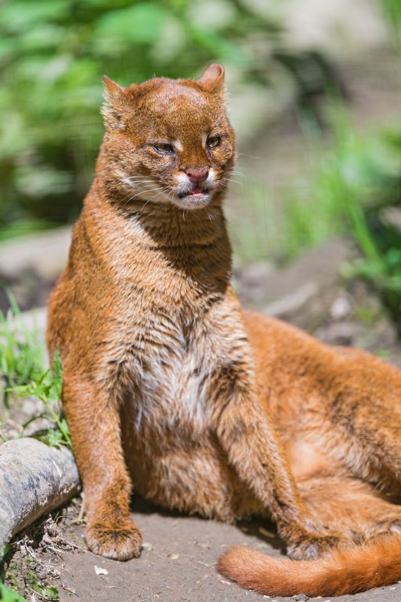 Jaguarundi