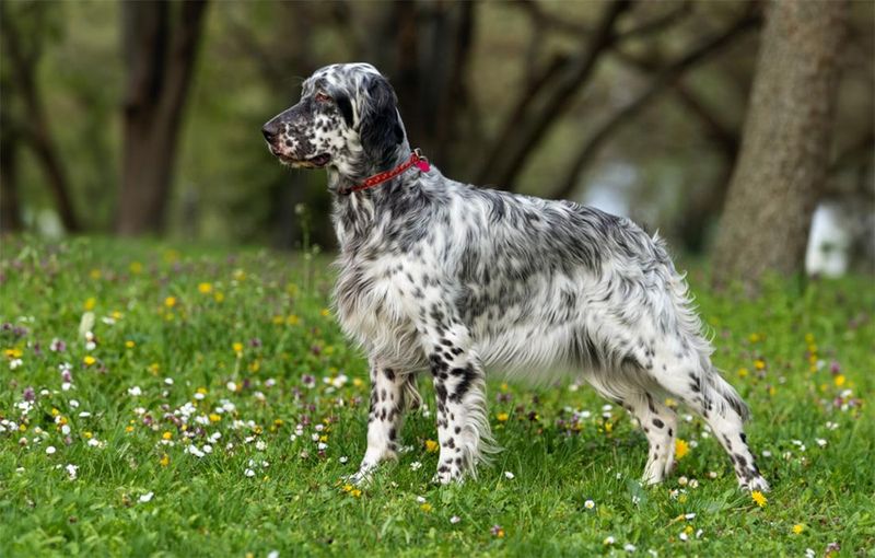 Green Setter