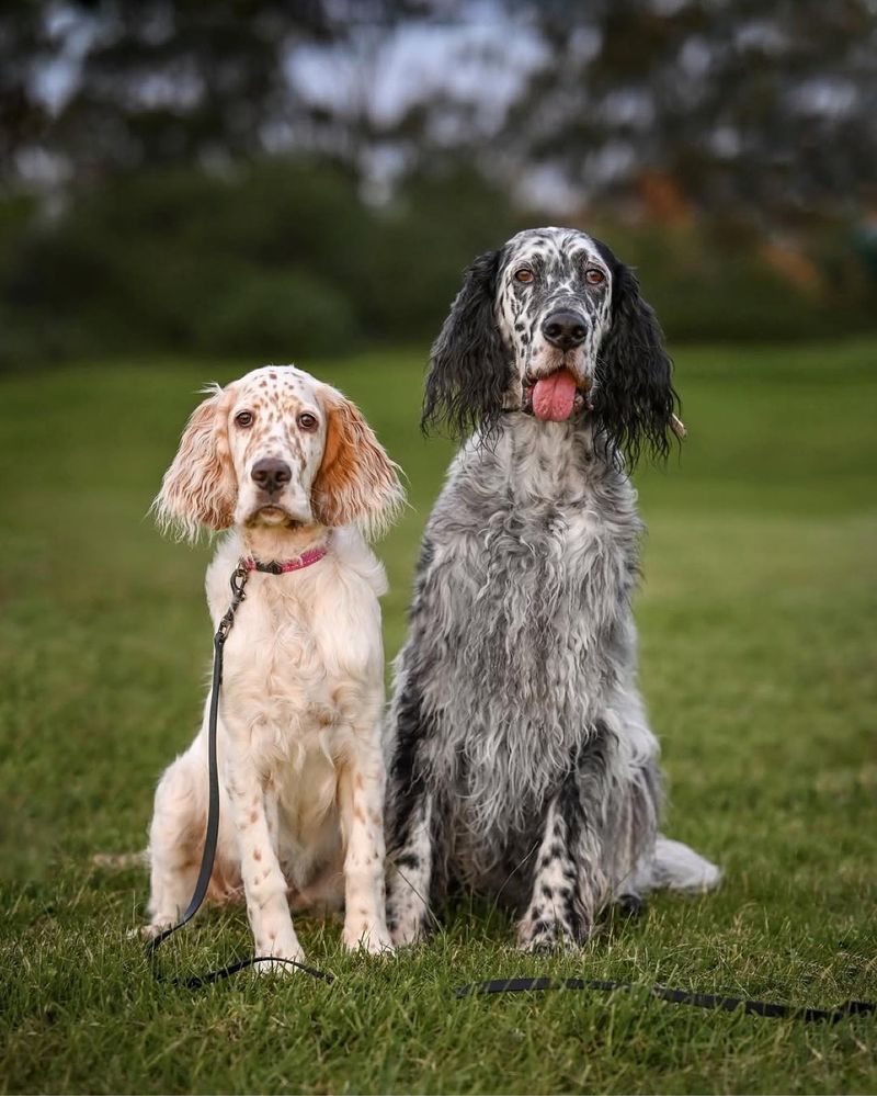 English Setter