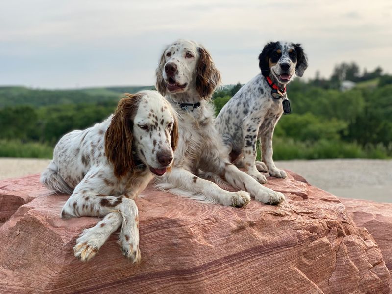Llewellin Setter
