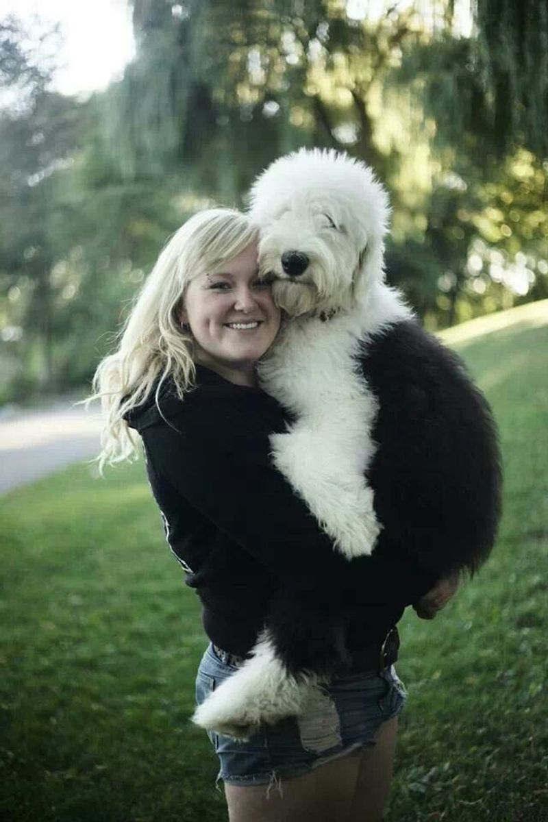 Old English Sheepdog