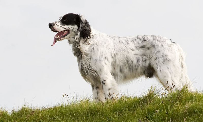 Belton English Setter