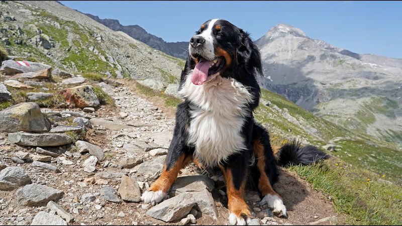Bernese Mountain Dog