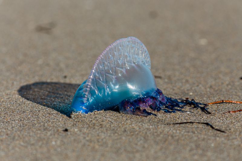 Bluebottle Jellyfish