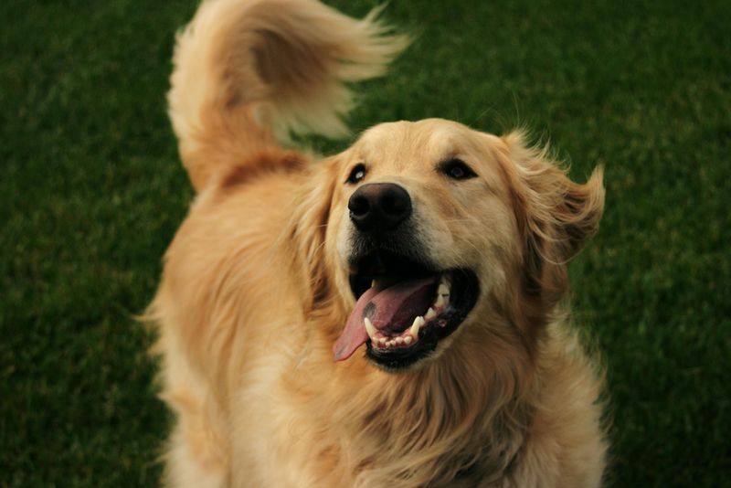 Contented Tail Wagging