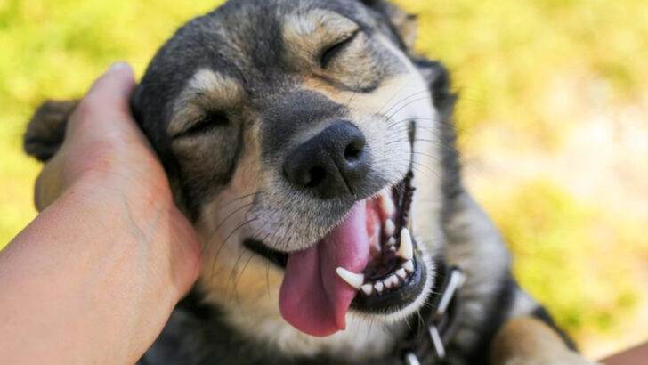 Is Your Dog Truly Happy? These 12 Quiet Signs Say It All