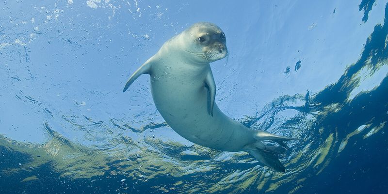 Mediterranean Monk Seal